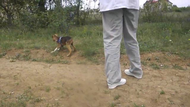 Знакомство с поводком смотреть онлайн