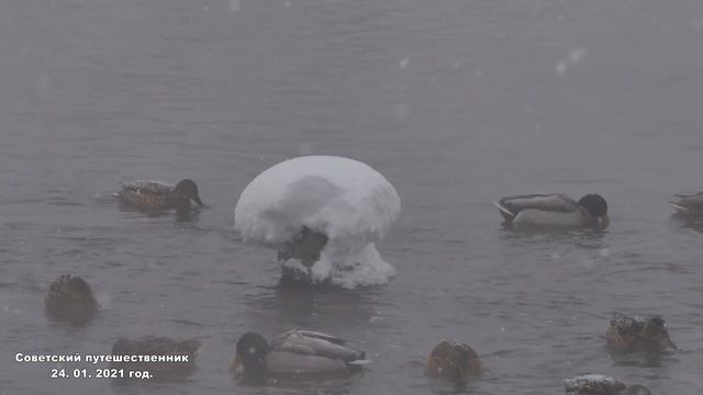 Зимовка уток, на реке Вязовке, р.Тагил, г. Нижний Тагил (4к) смотреть онлайн