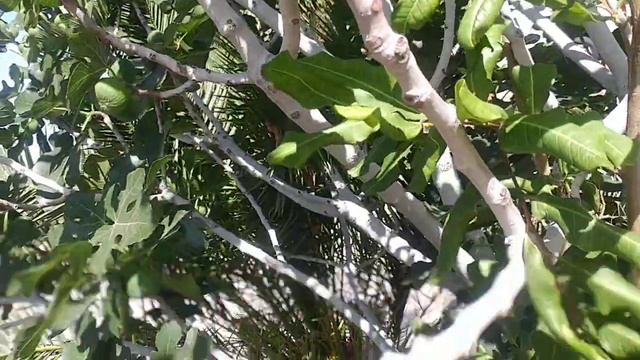 Fig Wasps are emerging ;) смотреть онлайн