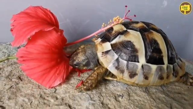 Cute Baby Tortoise Munchies Hibiscus | A Compilation @COJ.Island смотреть онлайн