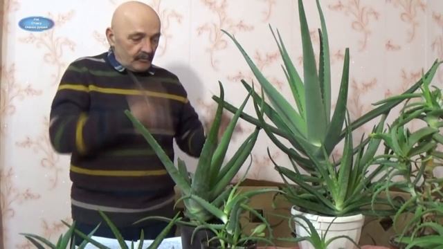 Алоэ Вера - очень важное растение в нашей жизни! смотреть онлайн