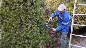 Стрижка туи "Смарагд"