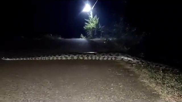 Big Python? at Darichikgre view point смотреть онлайн