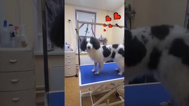 Сердечки на шерсти ? Луна #grooming #зоосалон #москва #стрижкасобак #спаниель #лучшее #Петнишко #do смотреть онлайн