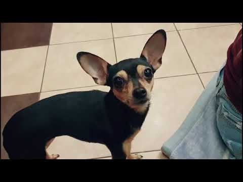 Собака сама как ребёнок,  тоже  игрушки нужны и внимание  #милашкарита