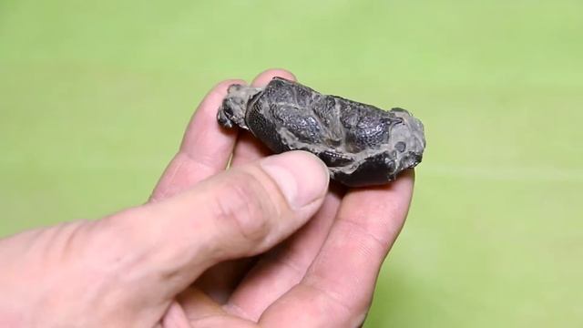 Московский мезозой. История, современное состояние и будущие открытия. Часть 2