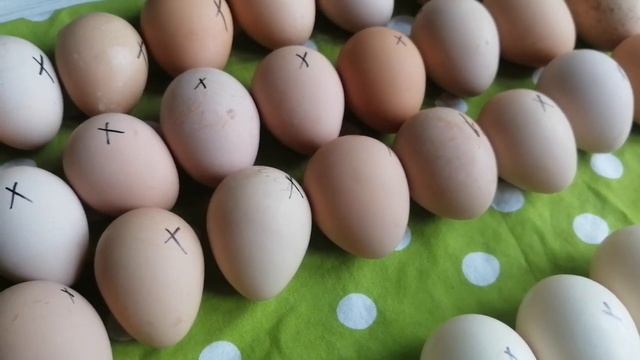 Цесарки В нашем Хозяйстве ИНКУБАЦИЯ НАЧАЛАСЬ // Май 2022 г // С.Х.У смотреть онлайн