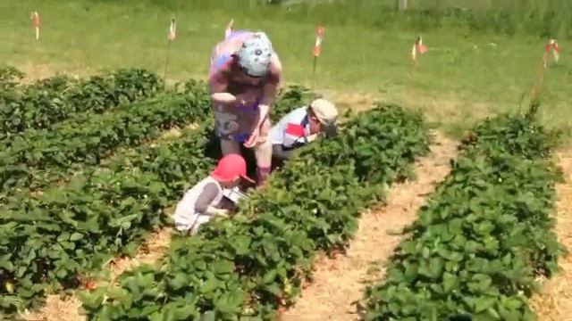 Как мы собирали клубнику смотреть онлайн