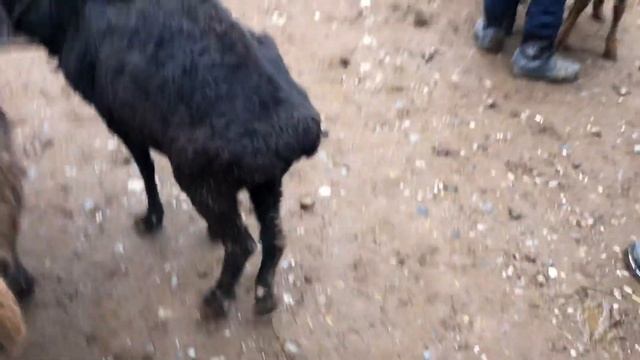 FARGONA TUMANI, CHIMYON, KON, MOL BOZORI NARXLARI.