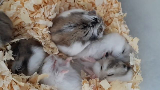 Самое милое видио/Как хомяки спят/Джунгарики/Дети хомяков смотреть онлайн