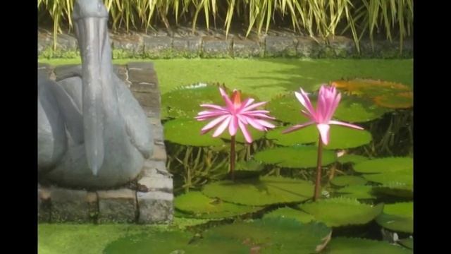 Австралия Флора и фауна. смотреть онлайн