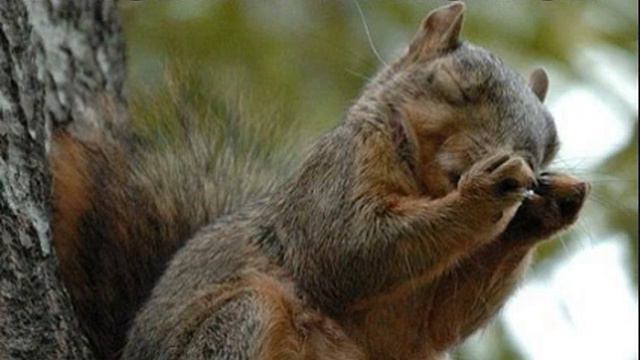 Jesu, Joy of Man's Desiring смотреть онлайн