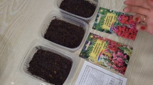 ЛЬВИНЫЙ ЗЕВ сею ТОЛЬКО ТАК. ВСХОЖЕСТЬ ?