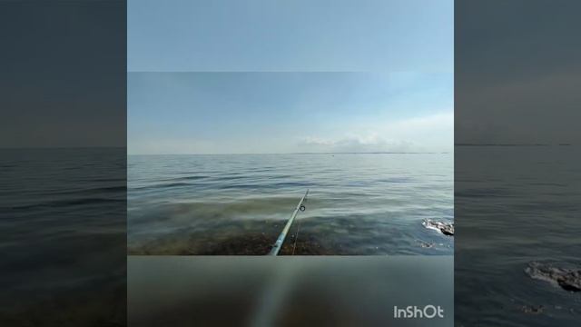 Рыбалка бомбардой на кефаль ( сбирулино). смотреть онлайн