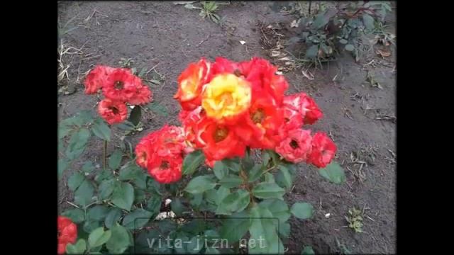 Розовая вода для лица смотреть онлайн