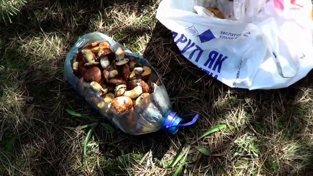 ЗА ГРИБАМИ БАКЛАЖКА ВМЕСТО ВЕДРА. ГРИБНИКИ ПОТЕРЯЛИ ШАПКУ смотреть онлайн