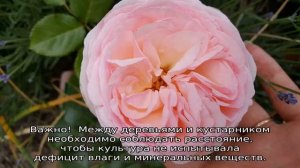 Роза Ферст леди