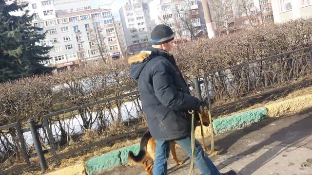 Дрессировка собак-овчарка Вульф 4.5 года смотреть онлайн