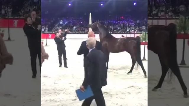 Арабская порода лошади на выставке смотреть онлайн