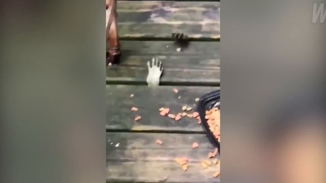 ? СМЕШНЫЕ ПРИКОЛЫ НА ОХОТЕ И РЫБАЛКЕ 2021! | лучшие приколы! #6 ? смотреть онлайн