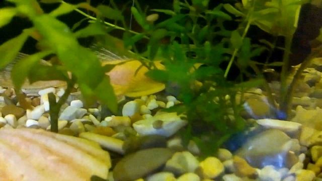 рыбки пецилии, меченосцы, моллинезии и сом анциструс золотой смотреть онлайн