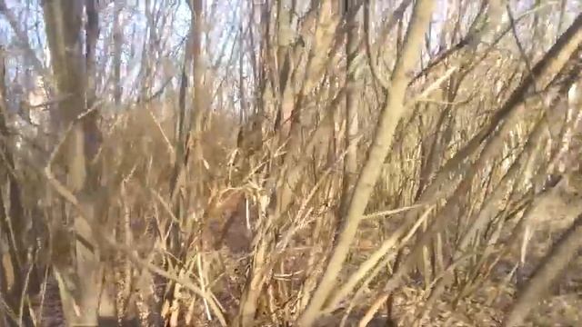 Берёзовый сок смотреть онлайн