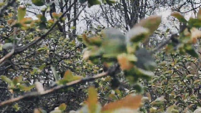 VID 20230506 105427 Тобой не понят мой секрет... (Гийом Аполлинер)... Павел Васильев Лахтинский смотреть онлайн