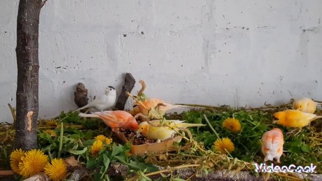 Кормление канареек за пределами клетки. А вы выпускаете своих канареек полетать. смотреть онлайн