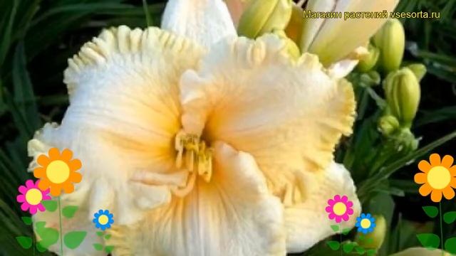 Лилейник гибридный Энчентед Форрест. Краткий обзор, описание hemerocallis Enchanted Forrest смотреть онлайн