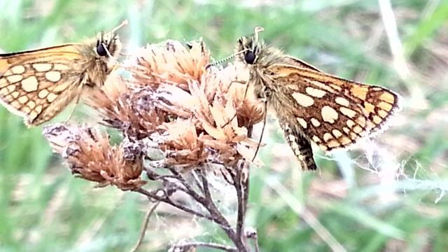 Толстоголовка палемон смотреть онлайн