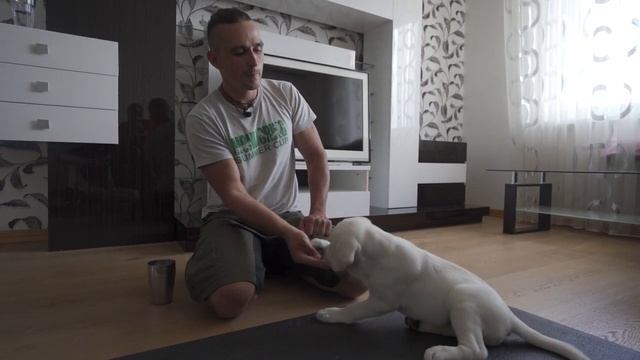 С чего начинать обучение командам СИДЕТЬ, ЛЕЖАТЬ, СТОЯТЬ смотреть онлайн