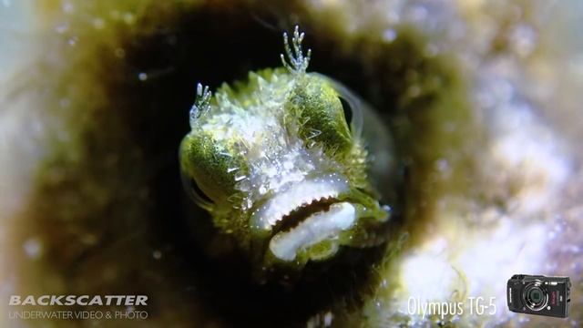 Olympus TG-5 - Underwater Camera Review смотреть онлайн
