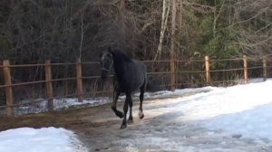 Орловский жеребец Дротик