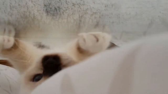 Birman kittens react to snow outside the window || Odin & Embla the Birman kittens смотреть онлайн