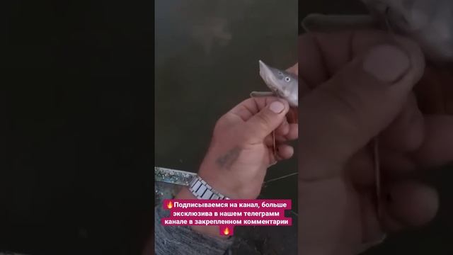 Поймал кастрюка #рыбалка #стерлядь #щука #осётр #fishing смотреть онлайн
