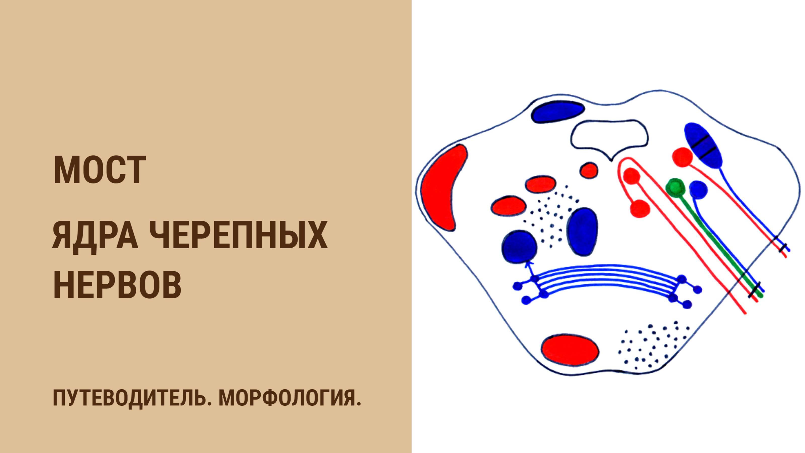 Мост. Ядра черепных нервов смотреть онлайн