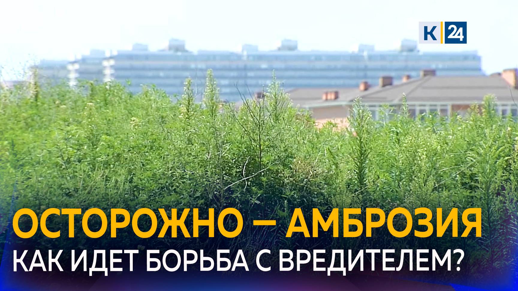 На Кубани пик цветения амброзии смотреть онлайн