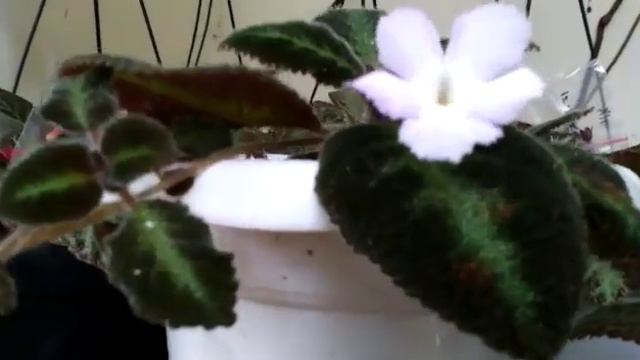Episcia Lilacina Blue Nile