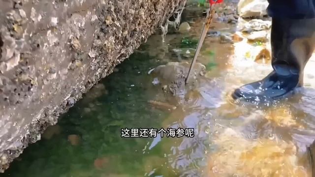 【English Sub】小章赶海，巨大蓝色水母像大珍珠，好多比目鱼搁浅沙滩，海鳗自相残杀 #jellyfish #pearl #eel#水母 #珍珠 #鳗鱼