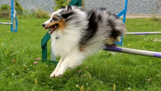 Шелтi дуже люблять футбол. Шелти очень любят футбол. Shelties love football very much смотреть онлайн
