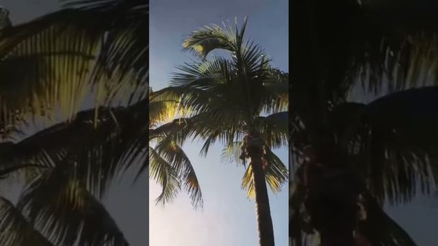 Ava. Omniyat. General video. Общее видео смотреть онлайн