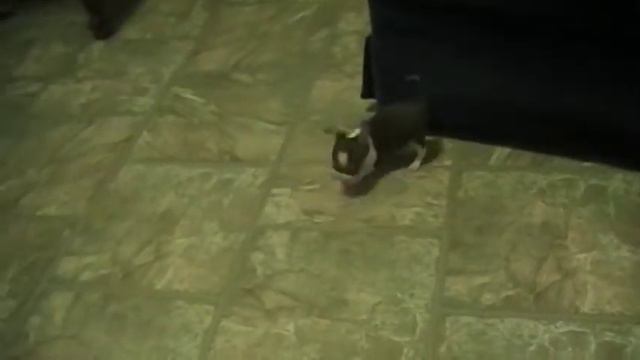 BonBon Chihuahuas Tiny Micro Chihuahua Puppies At 8wks.