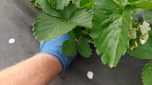 Обзор клубники Ания в открытом грунте