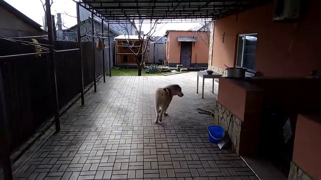 алабай хайдар смотреть онлайн