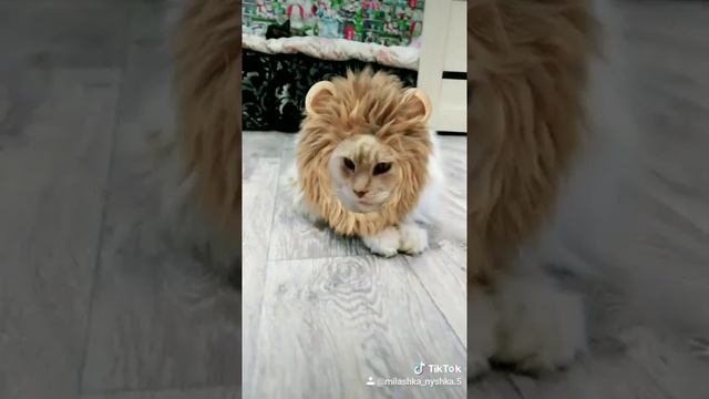 Царь зверей. Цезарь смотреть онлайн