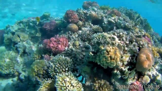 @Кораллы песчаного пляжа  Pyramisa Sahl Нasheesh  Египет 2021