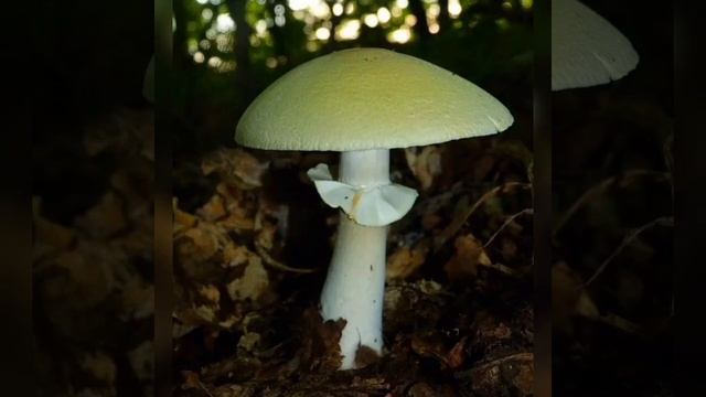 Съедобные и ядовитые грибы смотреть онлайн