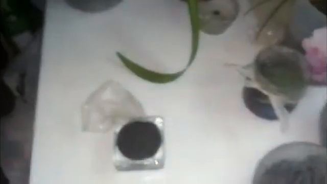 Мох . Что сним произошло за 3 дня на балконе!?? смотреть онлайн