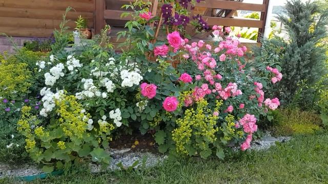 Цветение роз (лето 2019 г). Розы из питомника "Элит". смотреть онлайн