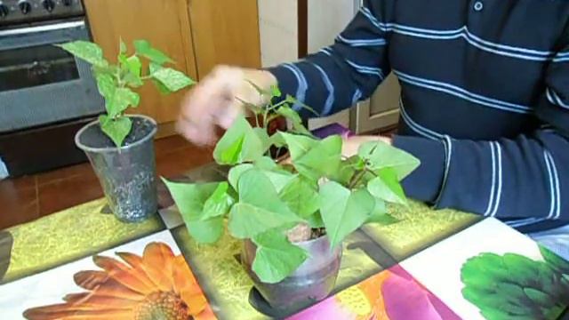 Как вырастить Фантастический Батат ?! смотреть онлайн